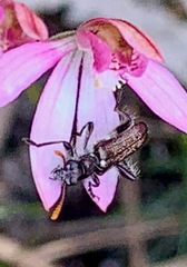 Caladenia