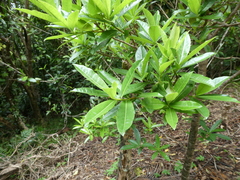 Pittosporum bracteolatum