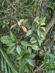 Lithocarpus konishii