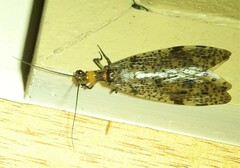 Archichauliodes guttiferus