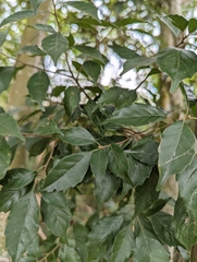 Lithocarpus konishii