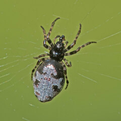 Cyclosa argenteoalba