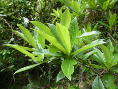 Pittosporum bracteolatum