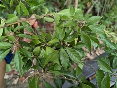 Lithocarpus konishii