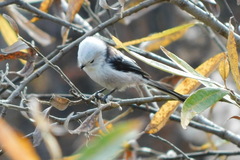 Aegithalos caudatus caudatus