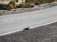 Daptrius megalopterus