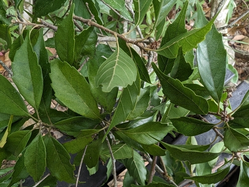 Image of Lithocarpus konishii by (c) 潘立傑 LICHIEH_PAN, some rights reserved (CC BY)