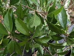 Lithocarpus konishii