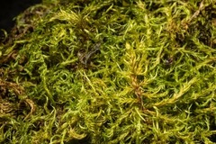 Sarmentypnum exannulatum