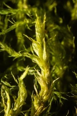 Sarmentypnum exannulatum