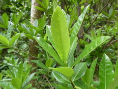 Pittosporum bracteolatum