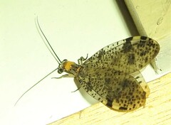 Archichauliodes guttiferus