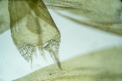 Sarmentypnum exannulatum