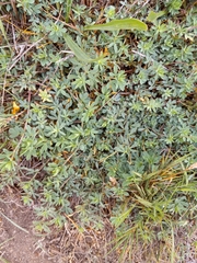 Heliotropium curassavicum