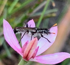 Caladenia