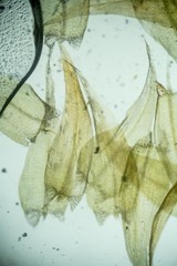 Sarmentypnum exannulatum