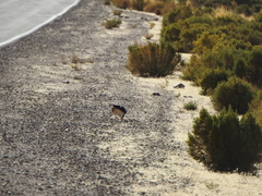 Daptrius megalopterus