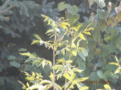 Setophaga palmarum palmarum