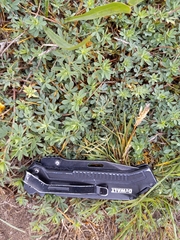 Heliotropium curassavicum