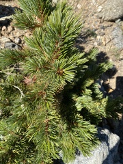 Pinus aristata