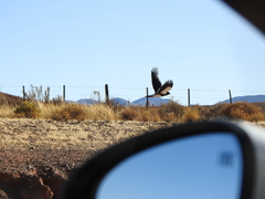 Daptrius megalopterus