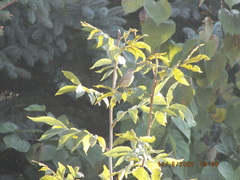 Setophaga palmarum palmarum