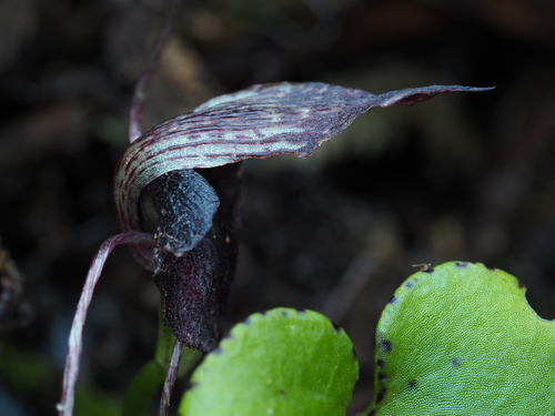 Image of Corybas iridescens by (c) Emily Roberts, some rights reserved (CC BY)