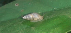 Bulimulidae