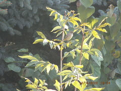 Setophaga palmarum palmarum