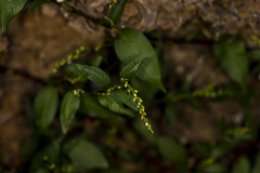 Persicaria lapathifolia