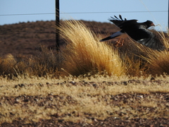 Daptrius megalopterus