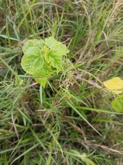 Abutilon indicum
