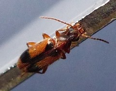 Notoxus monoceros