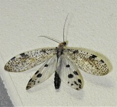 Archichauliodes guttiferus