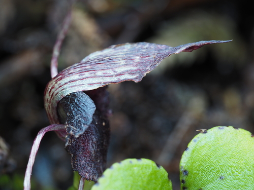 Image of Corybas iridescens by (c) Emily Roberts, some rights reserved (CC BY)