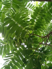 Cedrela fissilis