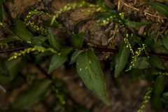 Persicaria lapathifolia