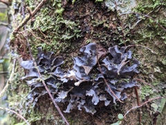 Pseudocyphellaria dissimilis