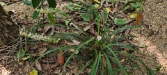 Ophiopogon japonicus