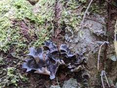 Pseudocyphellaria dissimilis