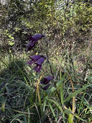 Penstemon whippleanus