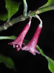 Alseuosmia macrophylla