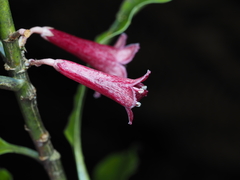 Alseuosmia macrophylla