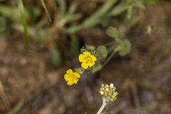 Erythranthe moschata