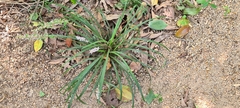 Ophiopogon japonicus