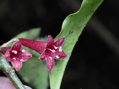 Alseuosmia macrophylla