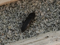 Dromaeolus