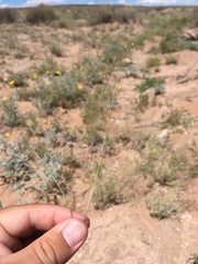 Muhlenbergia arenacea
