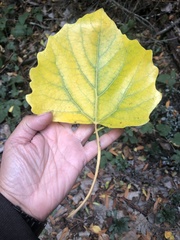 Populus × canescens