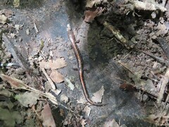 Plethodon serratus